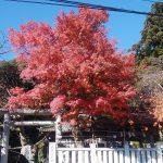大甕神社東側にある一本の紅葉が印象的でした