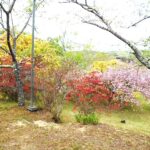 花見の名所としても知られる西山公園にて　ツツジやサクラなど四季折々の花が咲き誇る