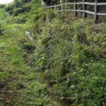 こんなに小さな沢も所々にあった