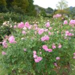 咲き誇る秋バラ（１）