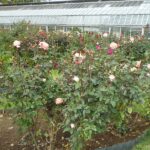 咲き誇る秋バラ（２）