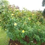 咲き誇る秋バラ（３）